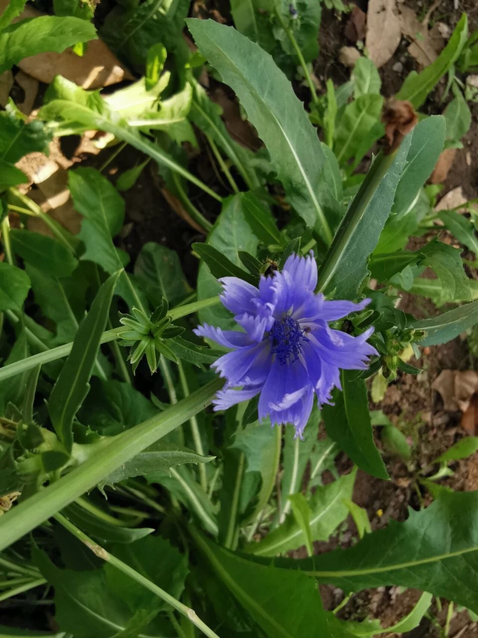 菊苣的花竟然这么漂亮 今日植物:菊苣(菊科 菊苣属) 67全株入药,味