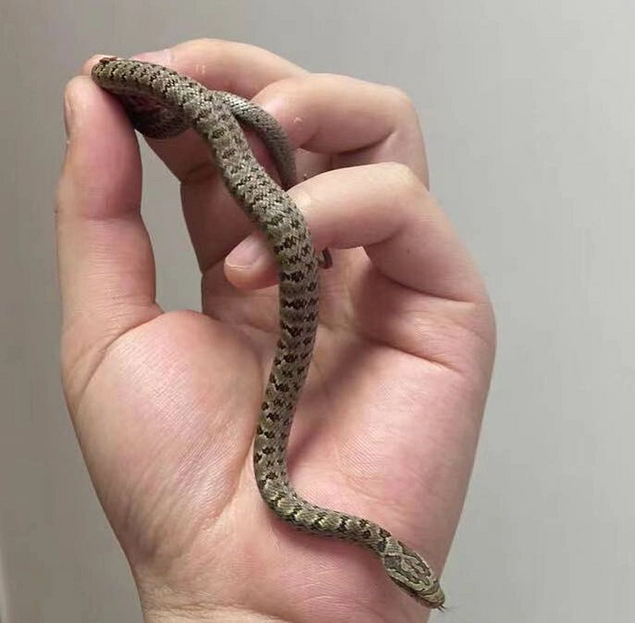 白条锦蛇 人工繁殖cb 白条锦蛇(学名:elaphe dione),别名枕纹锦蛇