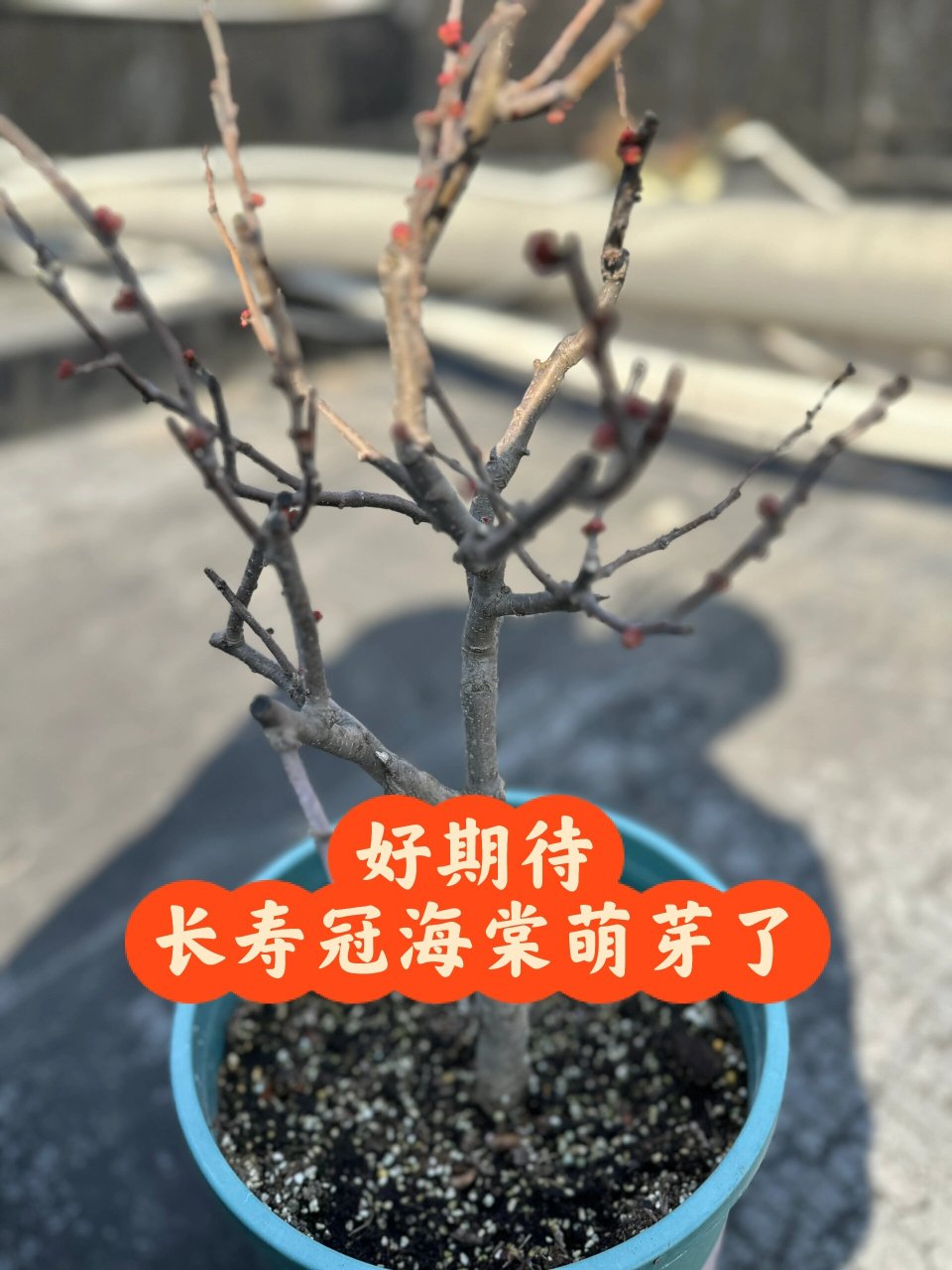 长寿冠海棠的过冬小贴士 长寿冠海棠的生长适宜温度在15-25摄氏度.