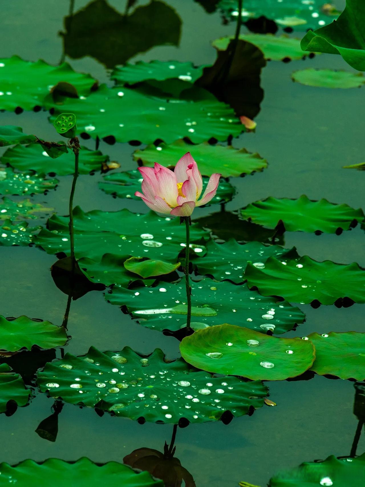 荷叶青青,承雨之珠,晶莹剔透,如珍似宝.河水清清,映荷影重重