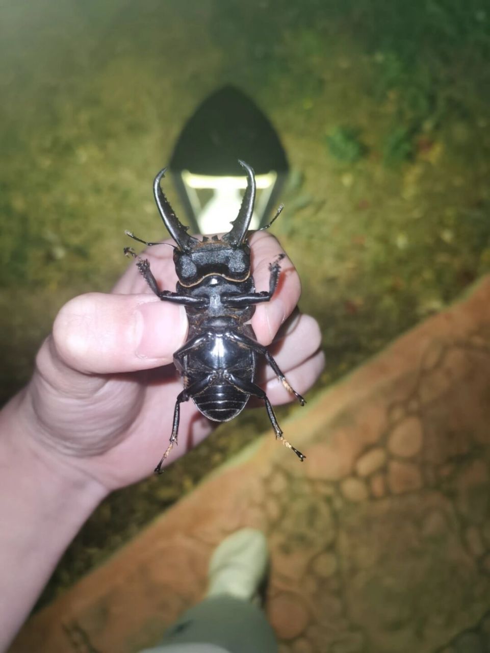 昆虫# #标本# #甲虫# #野采# 科普红人打造计划 #记录