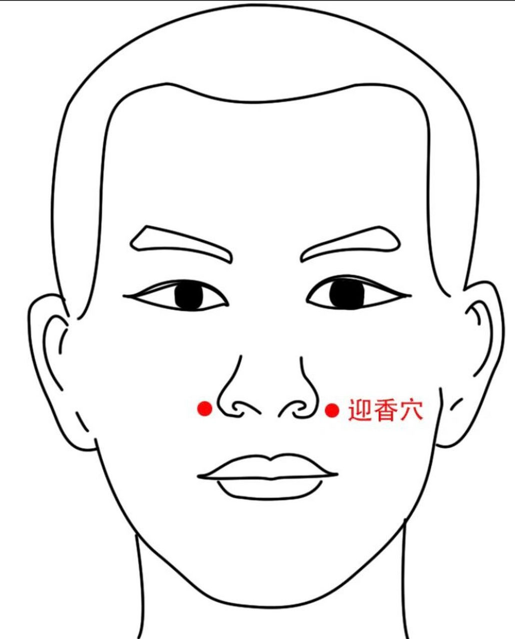 迎香为手阳明大肠经和足阳明胃经的交会穴.