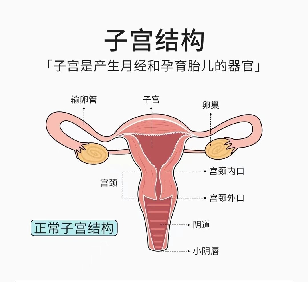 了解子宫内部构造 女性生殖健康养护很重要