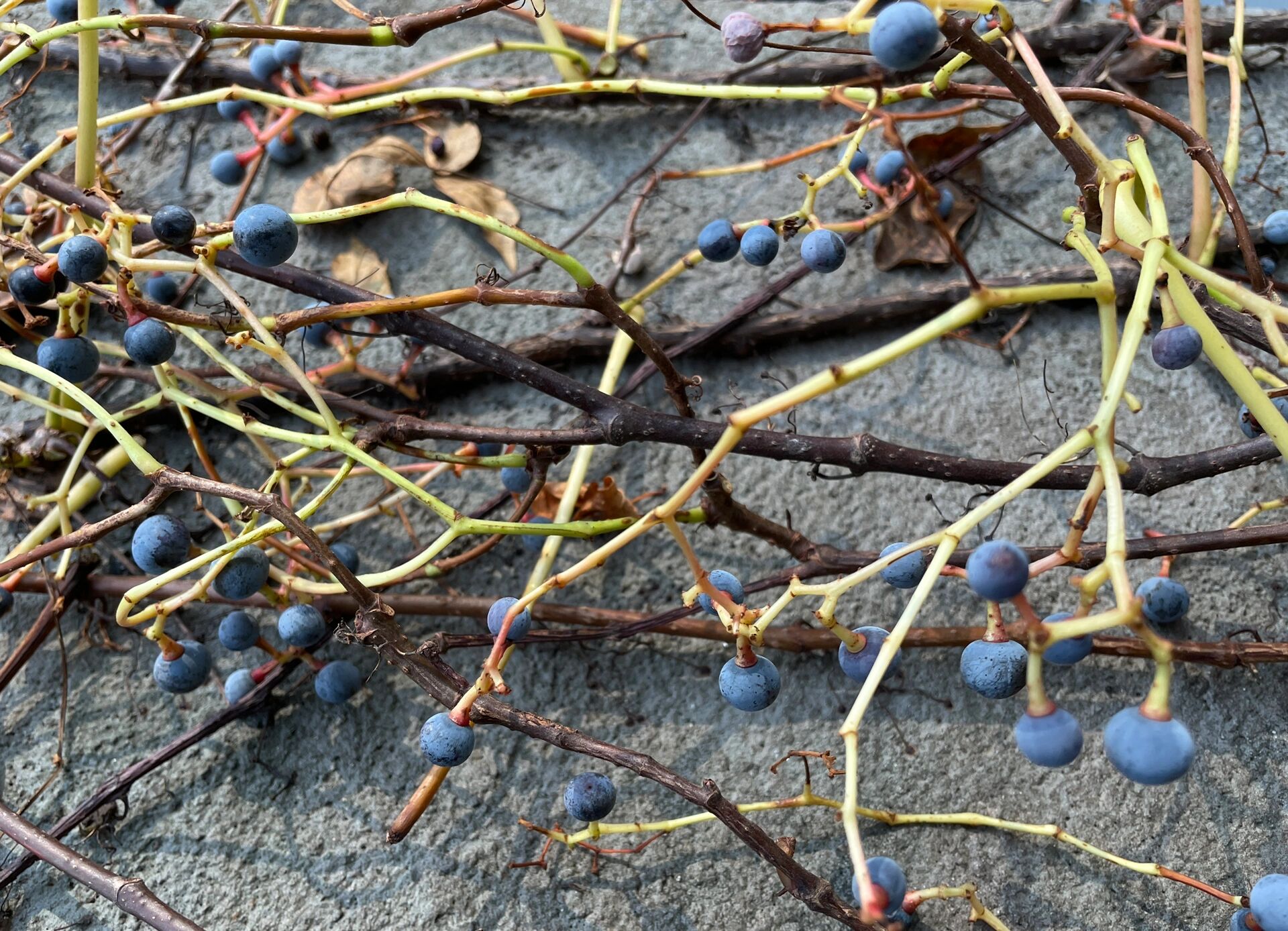 爬山虎的果子 夏季开花,花小,黄绿色,浆果紫黑色 爬山虎(boston ivy)