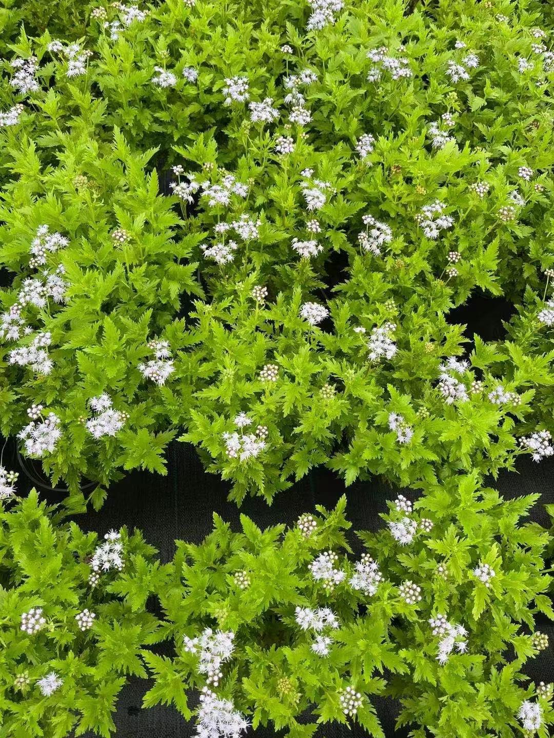 蓝雾花,以其独特的蓝色花朵和优美的生长习性而广受喜爱,常被用于园艺