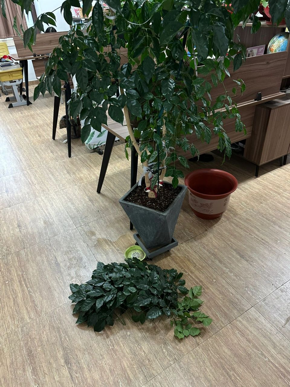 幸福树修剪 幸福树已经长到2m高了,今天赶紧修剪加掐尖.