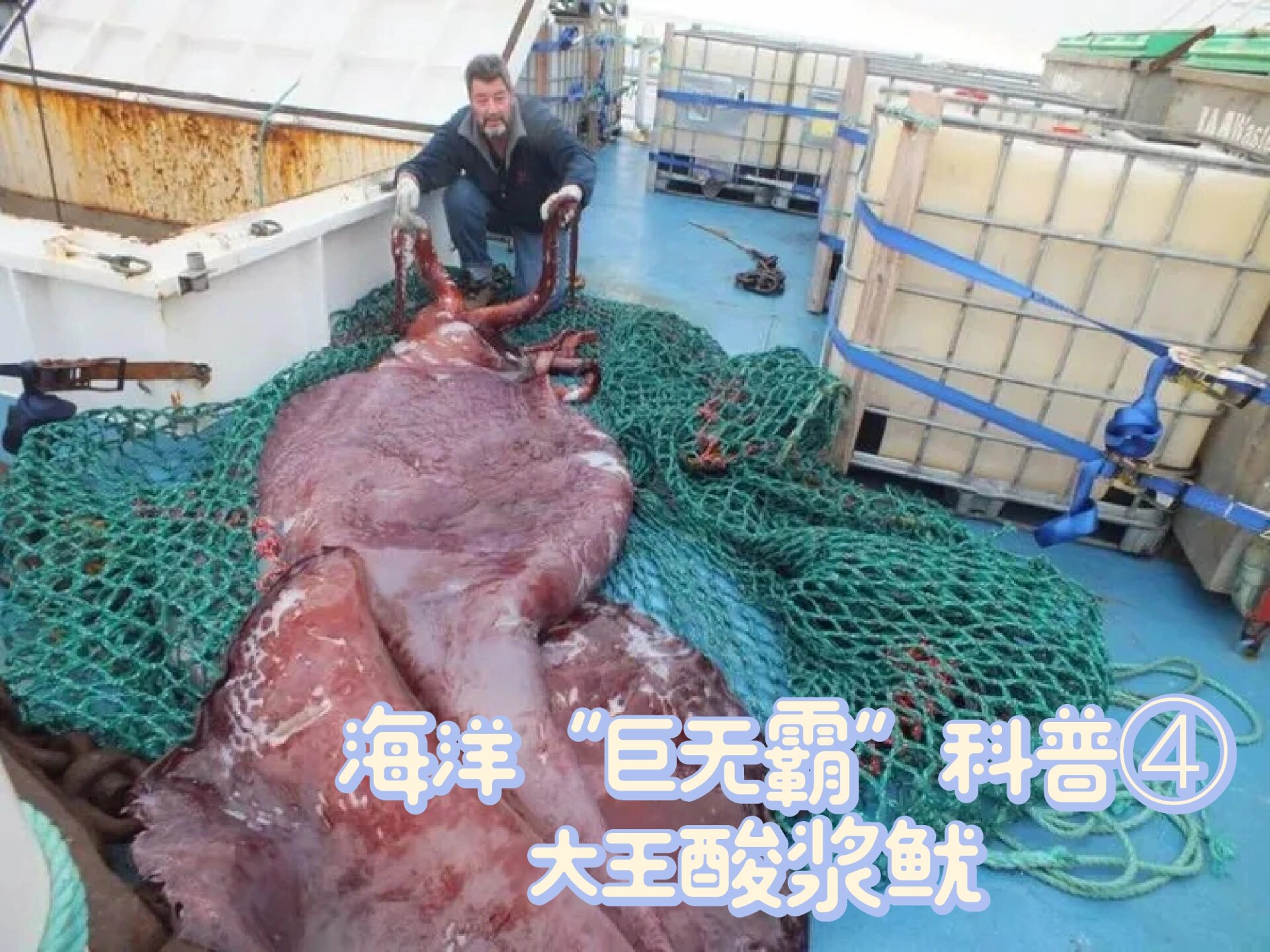 海洋"巨无霸"科普④—大王酸浆鱿09