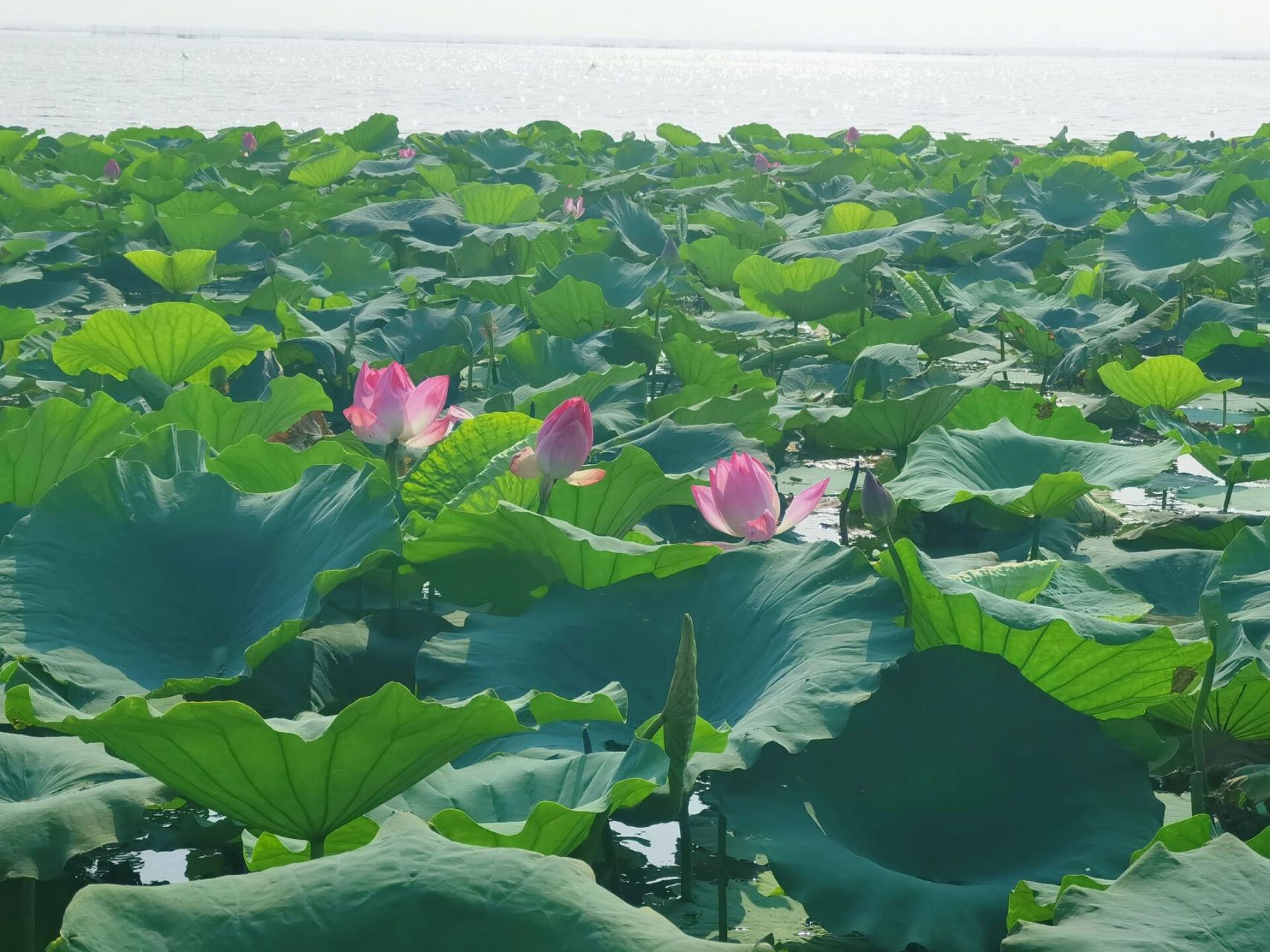 微山湖的美,恰是有