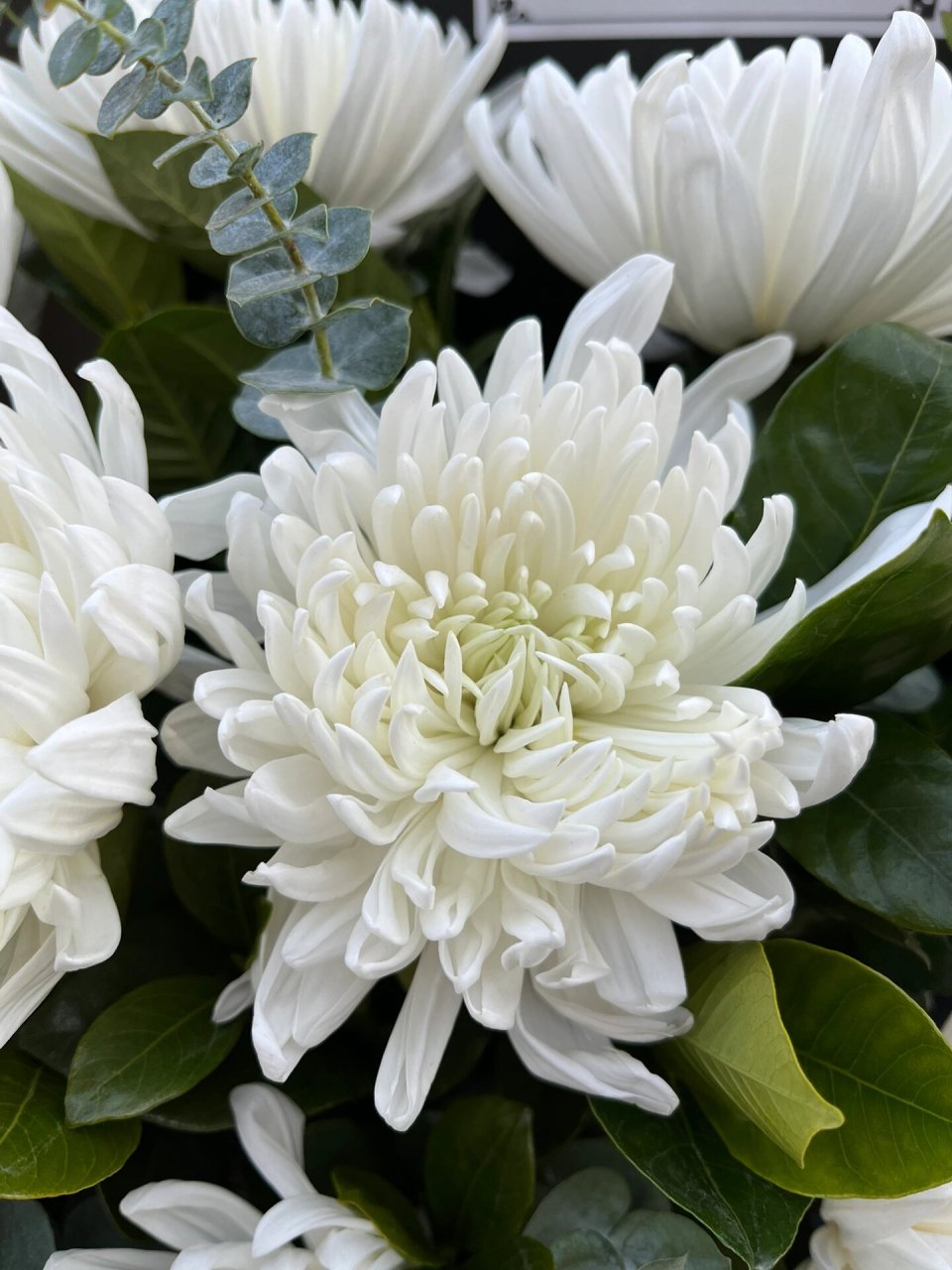 祭祀菊花 祭祀先人怀旧忆,相思一片起心底