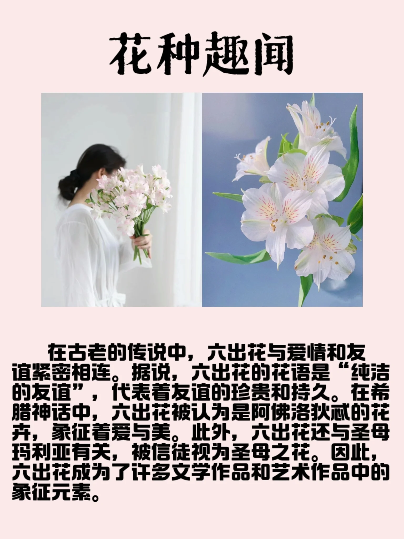 六出花96 99 别名 智利百合