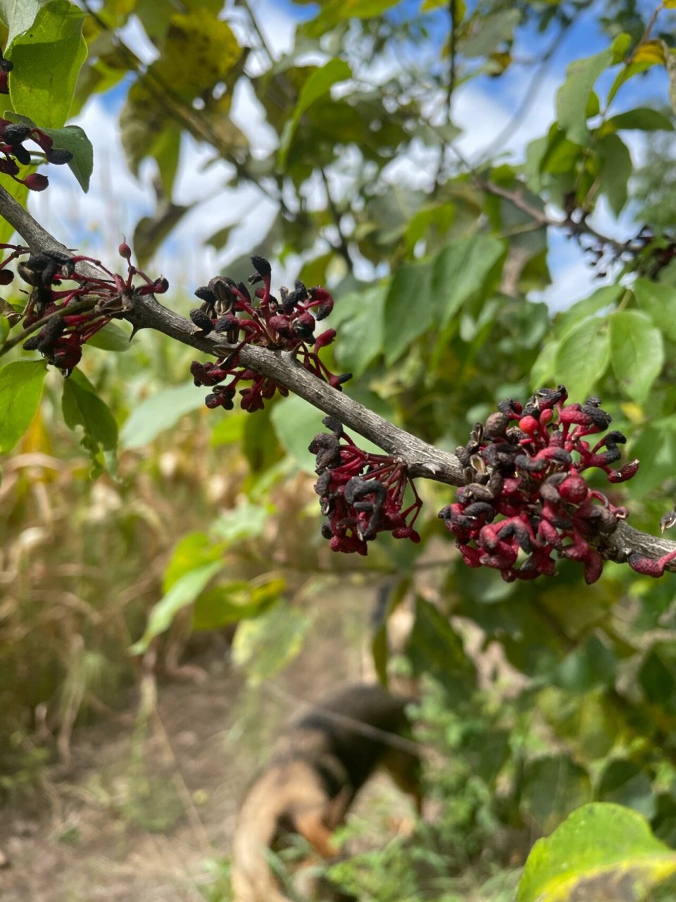 玉米地旁发现大片野生花椒,但是树干上都是刺,怎么摘好呢?