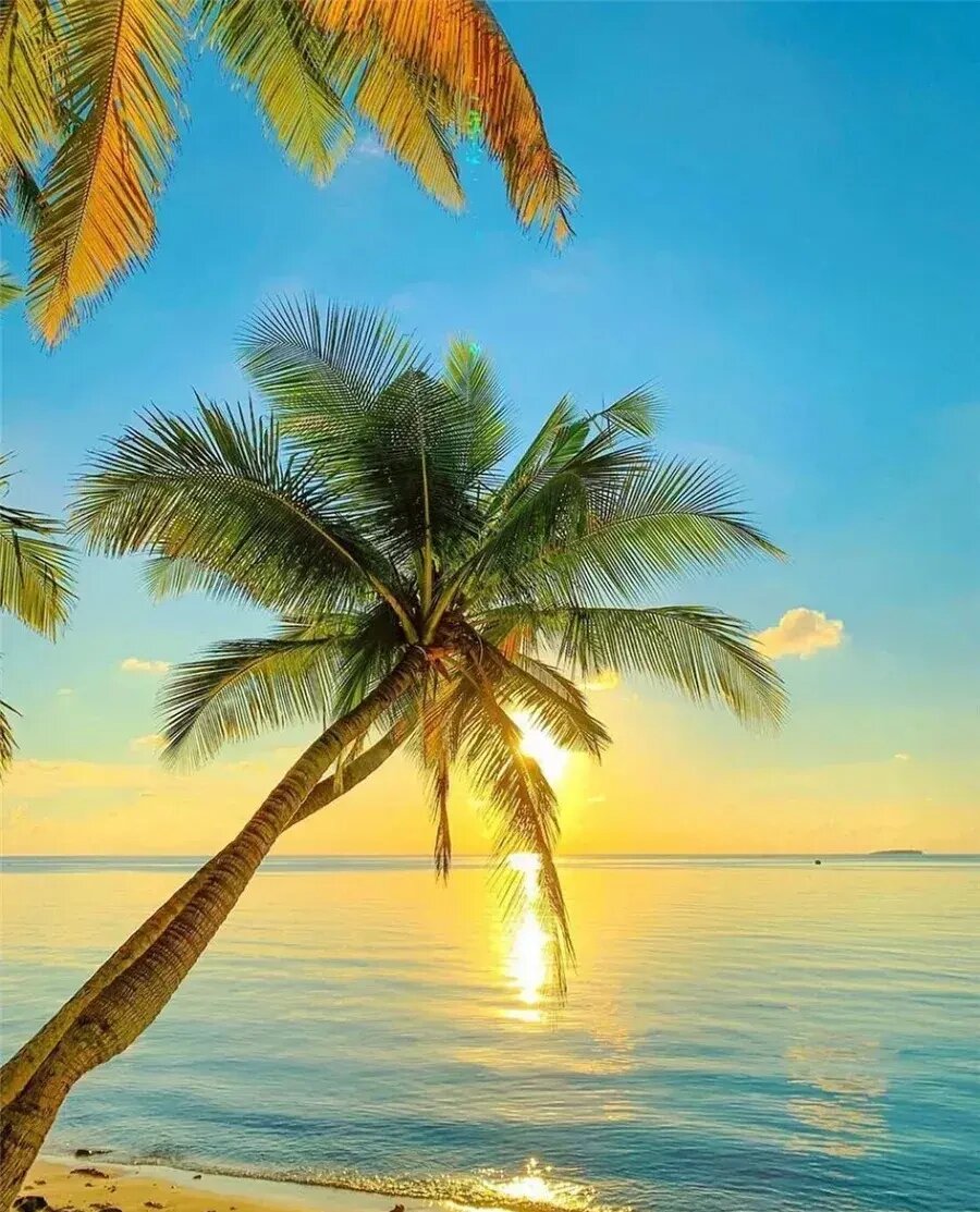 阳光,沙滩,椰子树,碧海蓝天,海天一色