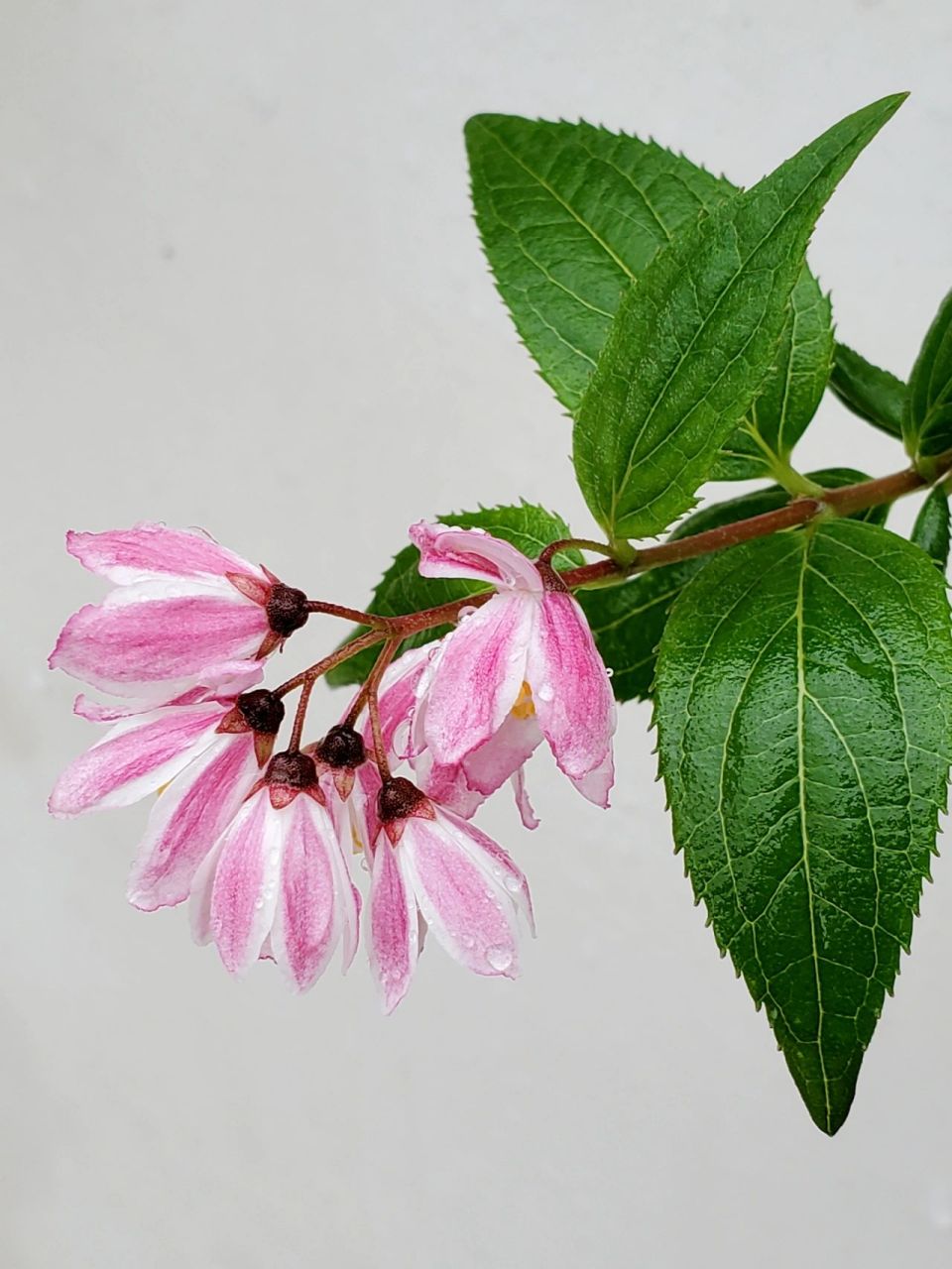 雪樱花——花池边垂吊的小小花瀑布 溲疏雪樱花,雪绒花都是偏小型的