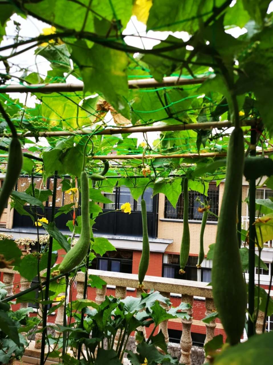 瓜藤攀架图 😂我最喜欢看瓜架上吊满瓜的模样