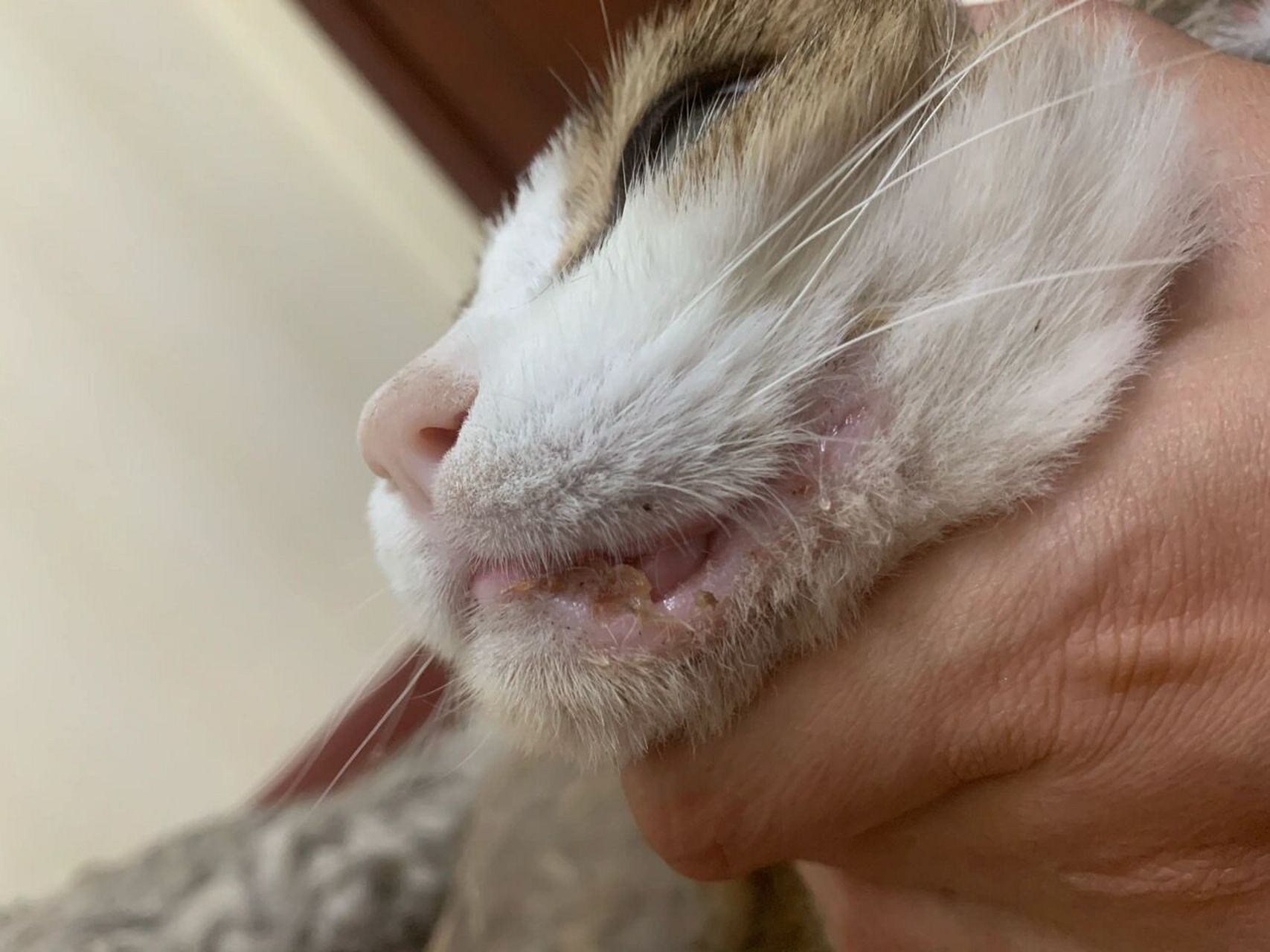 猫咪嘴角溃烂 因为口炎做了口腔半口拔牙,这才过了半个月,就变这样了