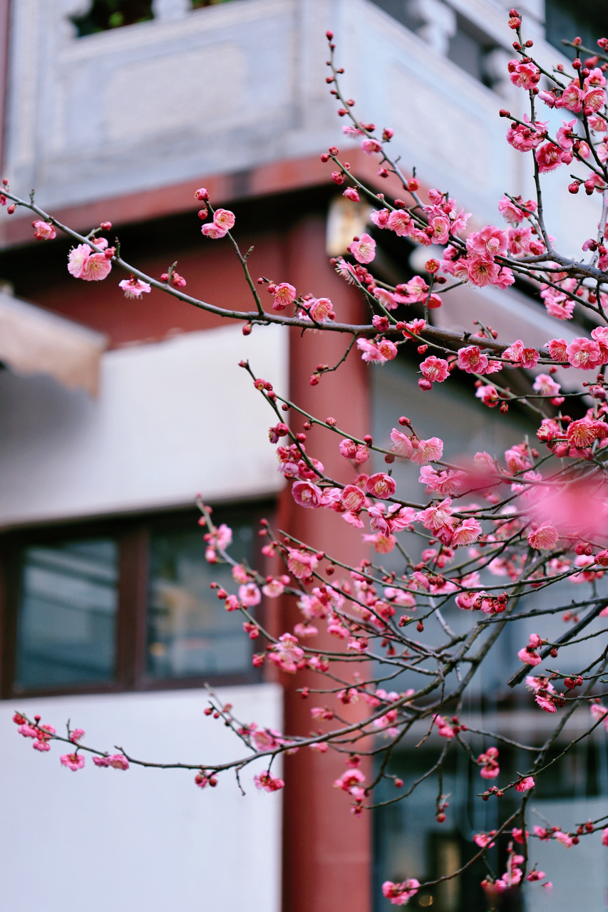 沙湖公园梅花图片