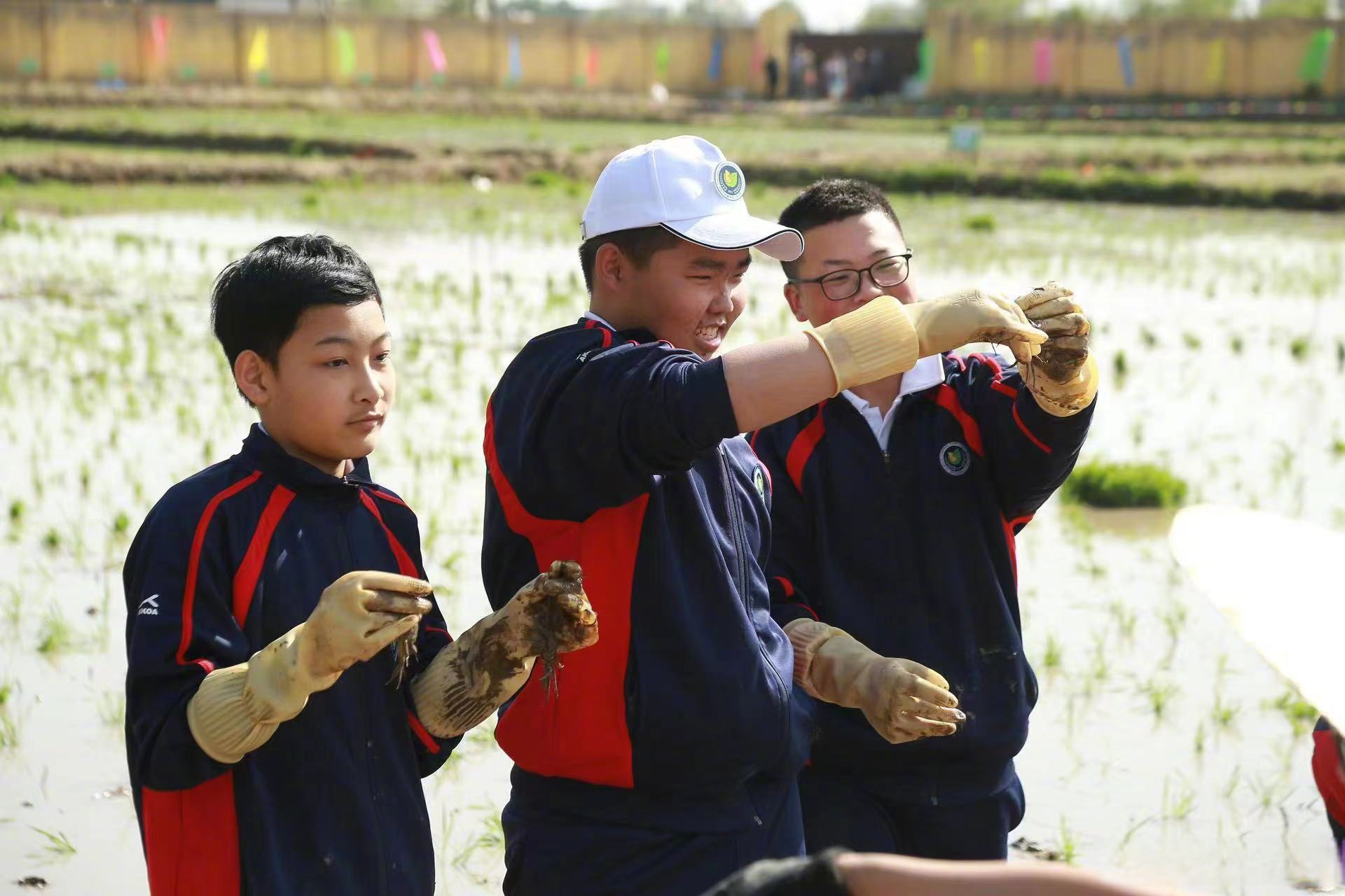 于洪开心启幕亲子插秧节】#美味辽宁等您来#5月21日,于洪区创建融合型