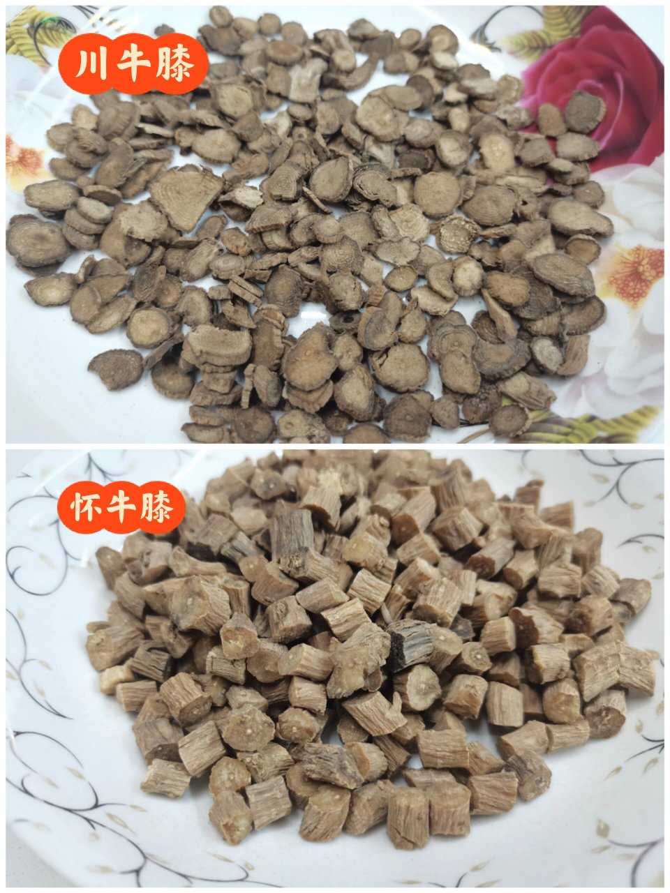 每日一味中药,了解牛膝 牛膝有两种,一种是怀牛膝,一种是川牛膝.