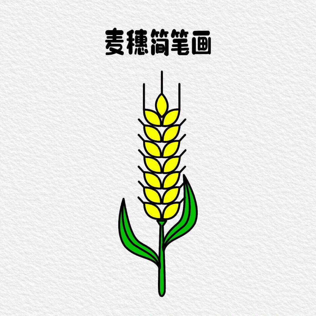 麦穗简笔画