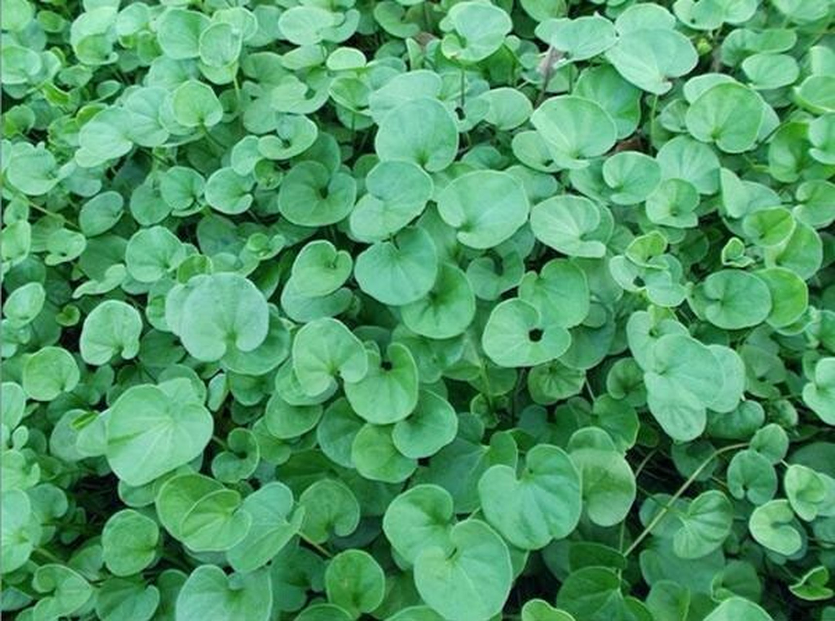 马蹄金 马蹄金是旋花科,马蹄金属植物.生于田野山坡沟渠路旁阴地.