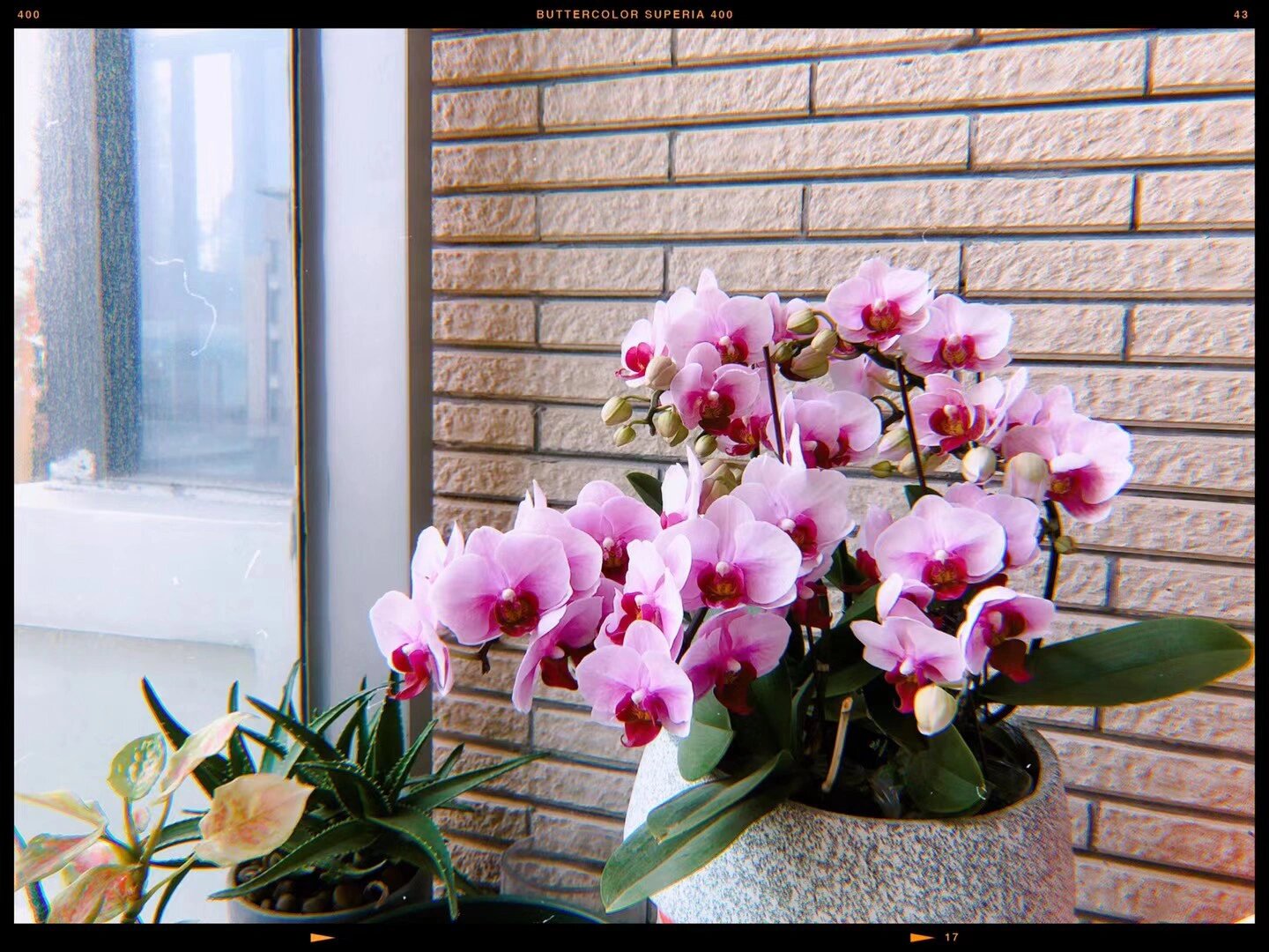 蝴蝶兰-宝贝(第三年复开)