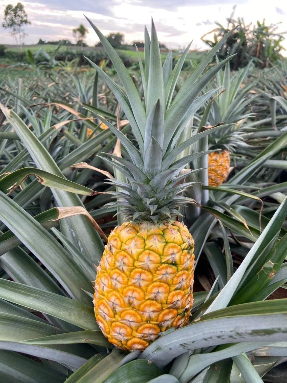 徐闻菠萝——祖国大陆最南端的菠萝95 来咯来咯～ 以后可以在这里跟