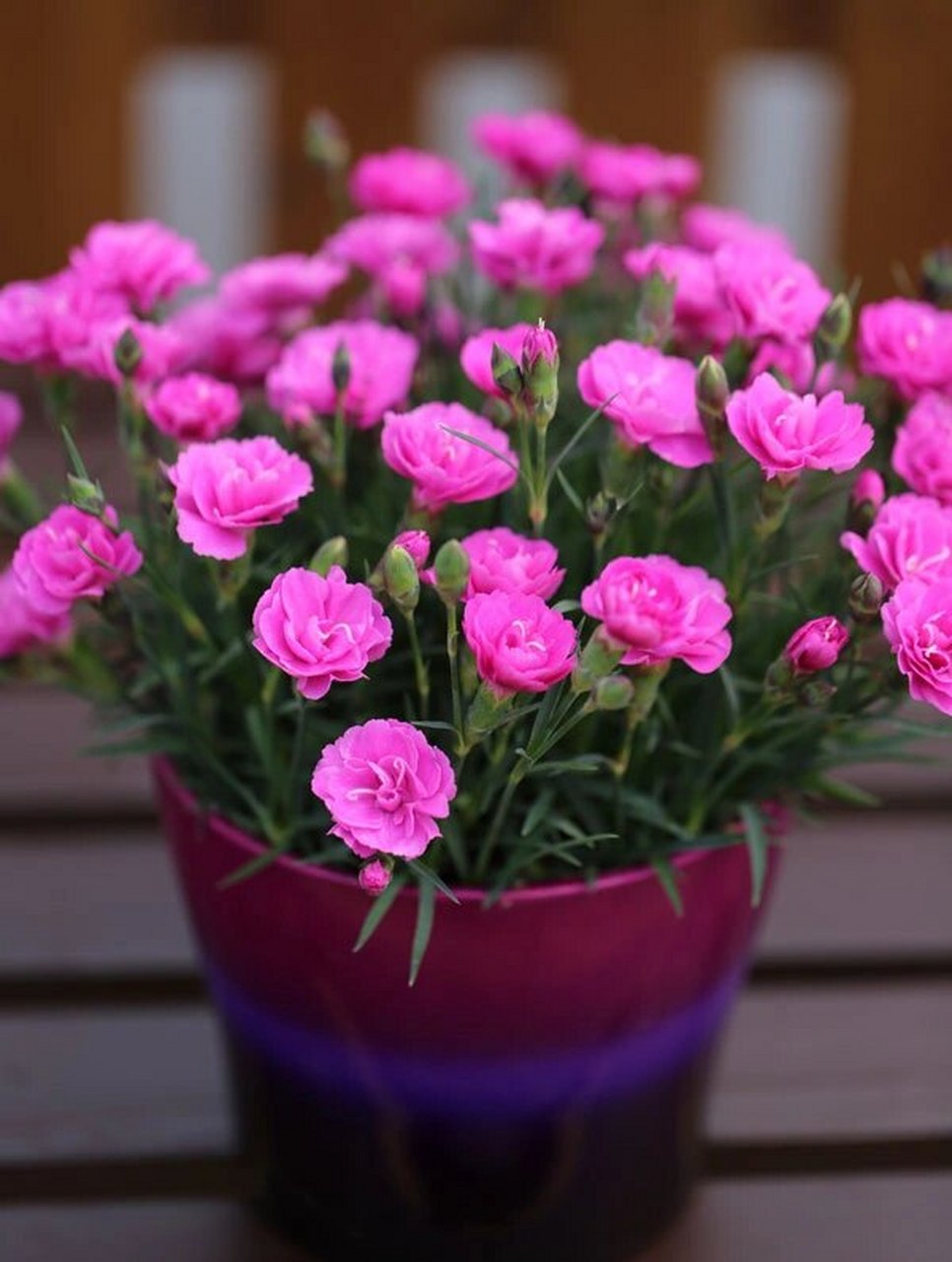 植物大赏|迷你重瓣石竹 "小桃红","粉色宝石","甜美头饰"三款迷你小型