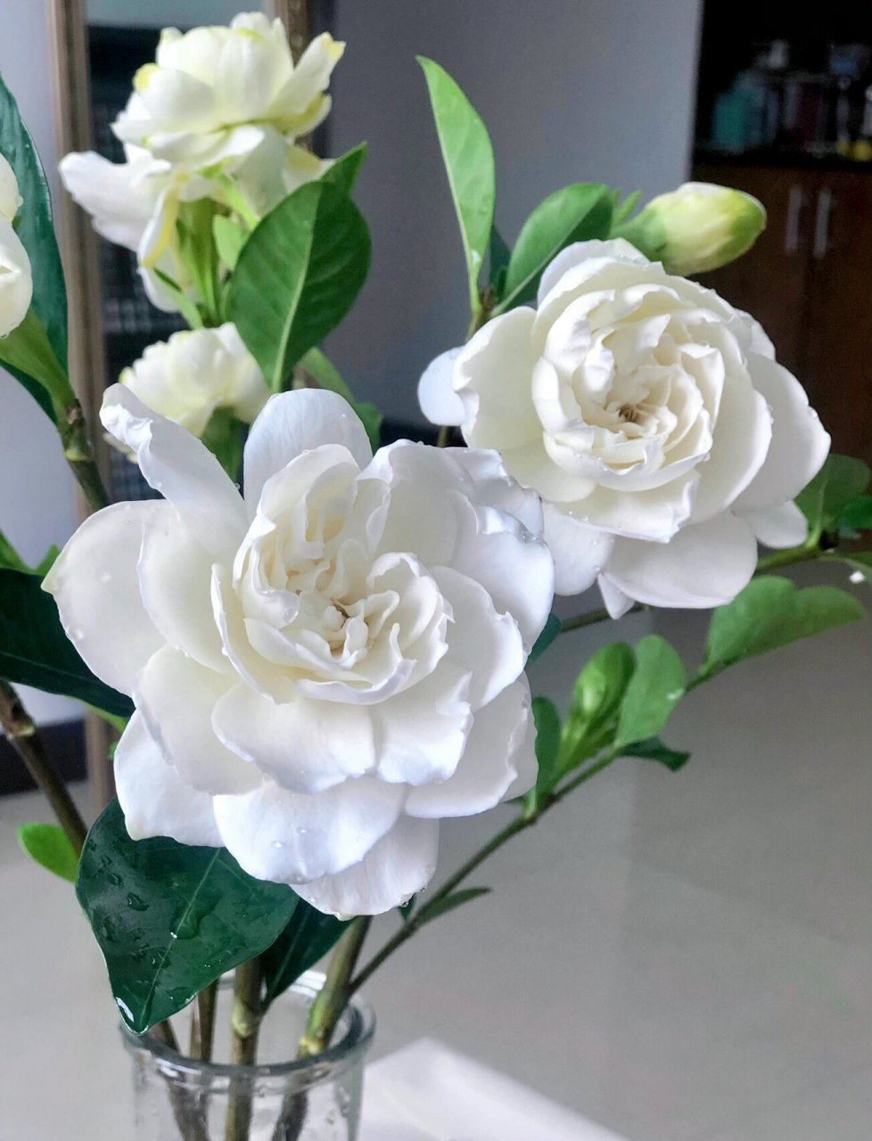 夏日贩卖浪漫|栀子花!