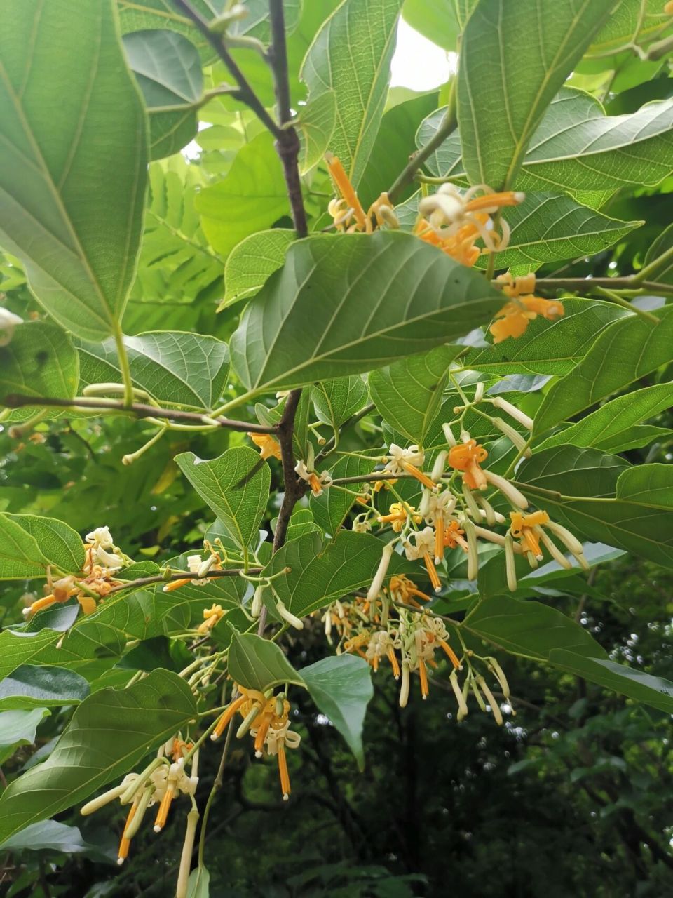 八角枫开花 八角枫,落叶乔木或灌木,高3-5米,稀达15米,胸高直径20厘米