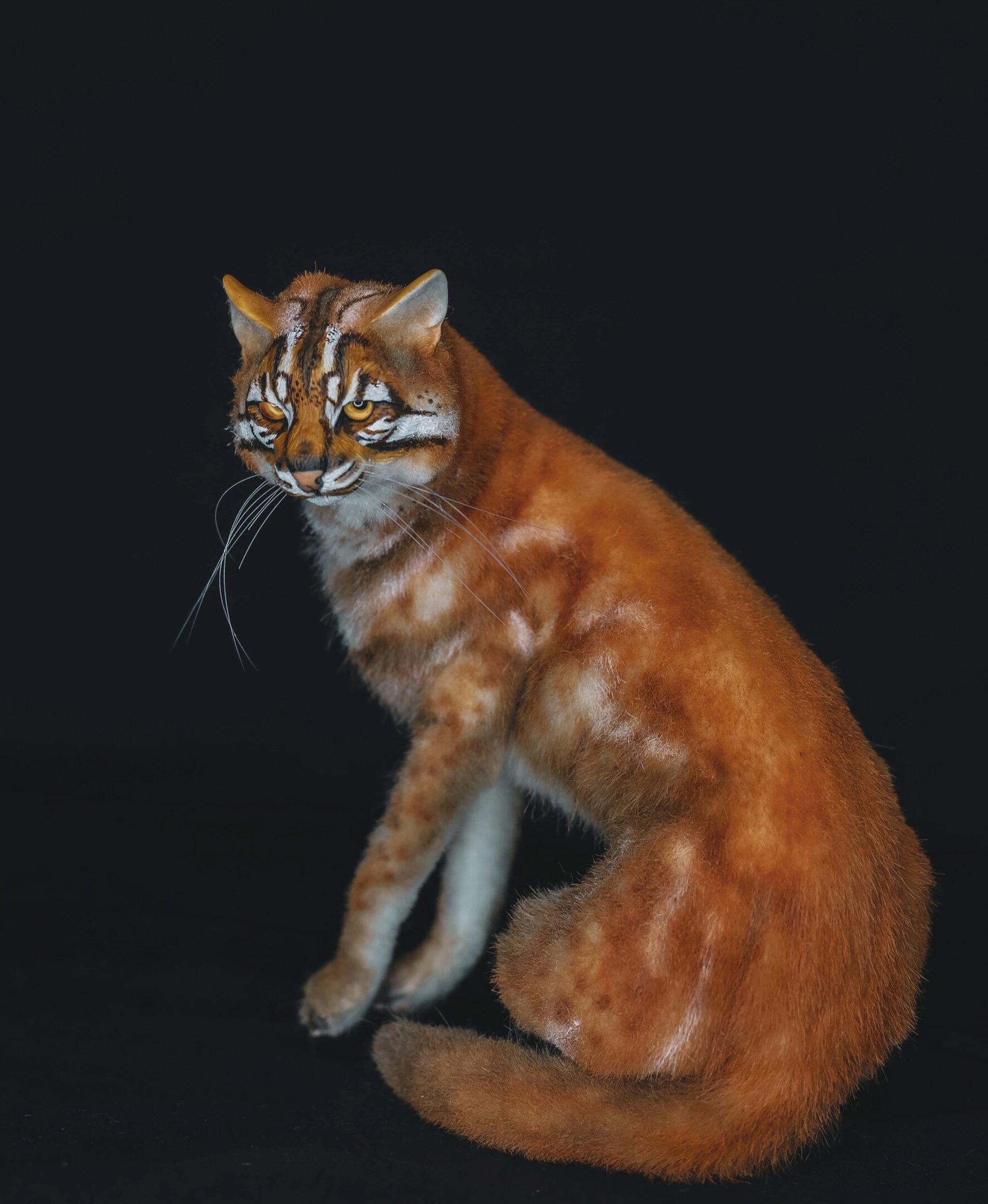 asian golden cat06 亚洲金猫 颜色非常明亮多汁.