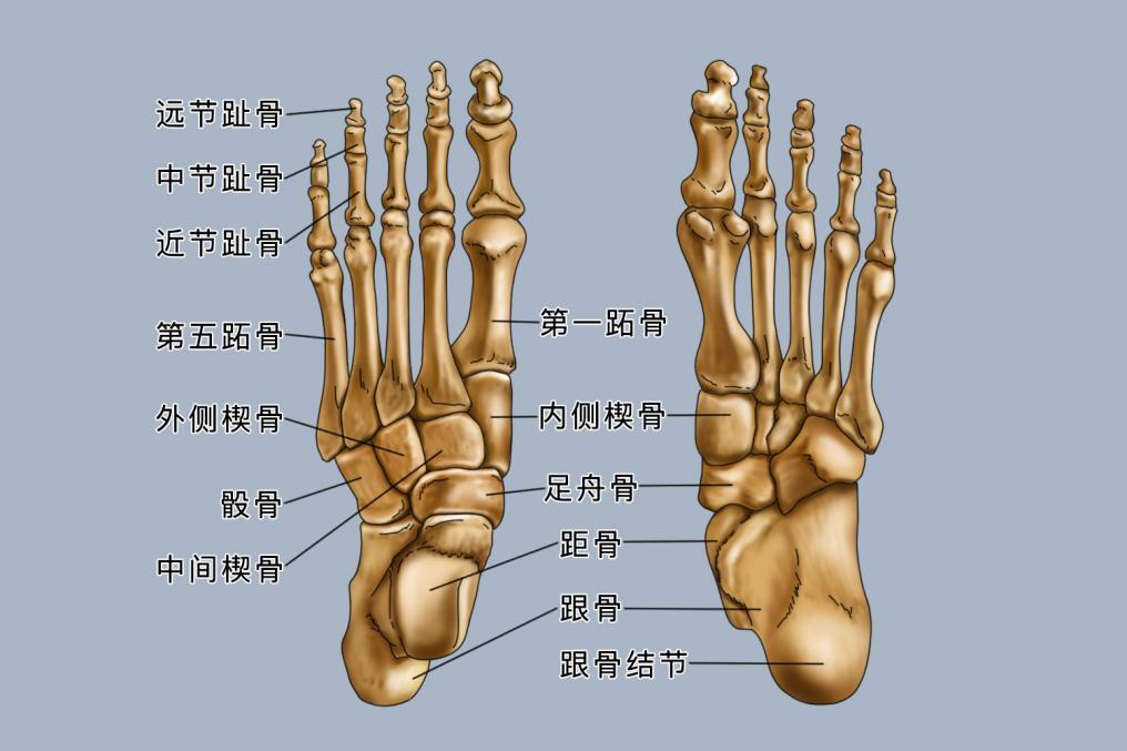 距骨在什么位置