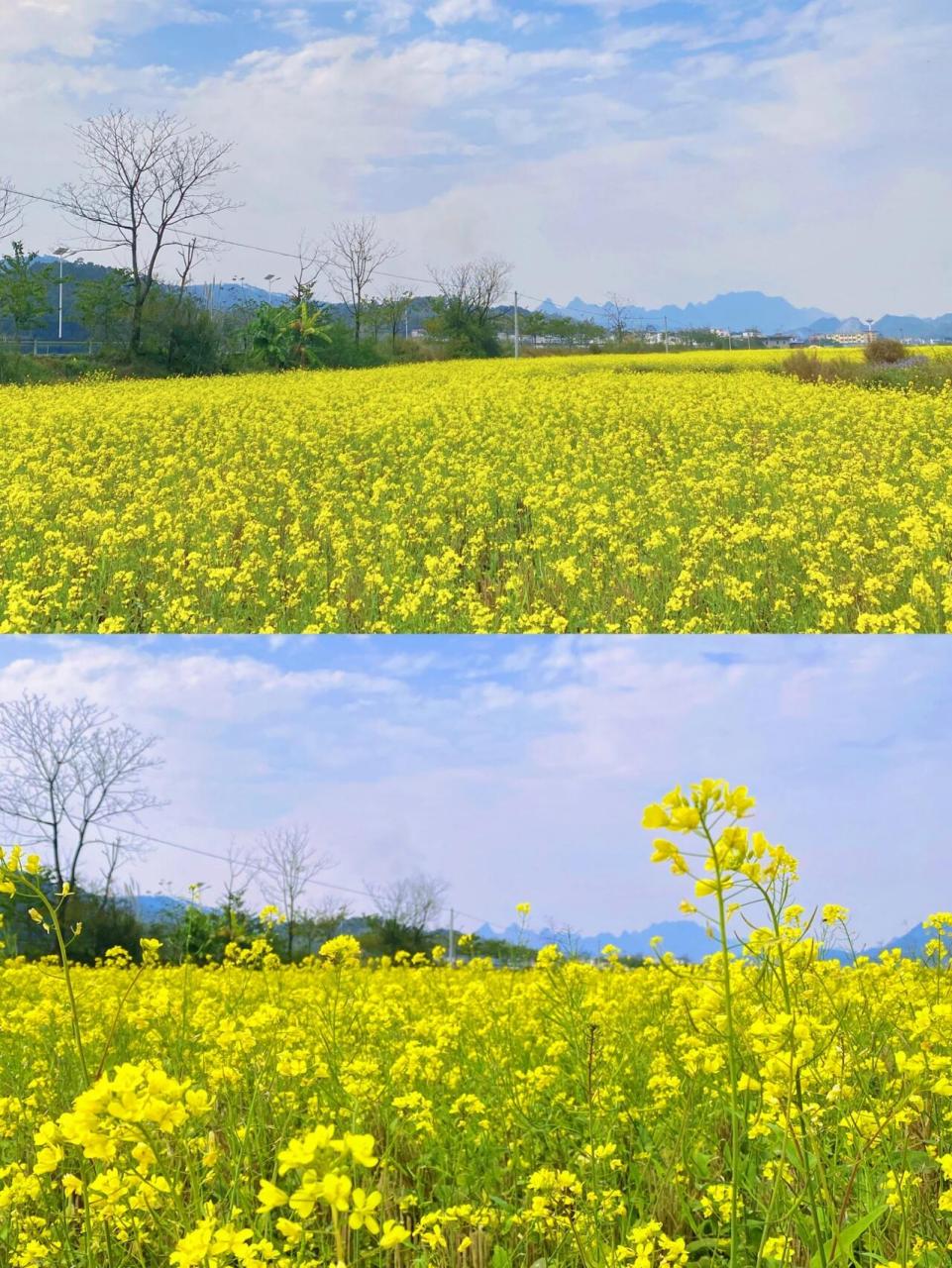 南宁后花园上林|上万亩油菜花盛开踏春赏花 9494781574