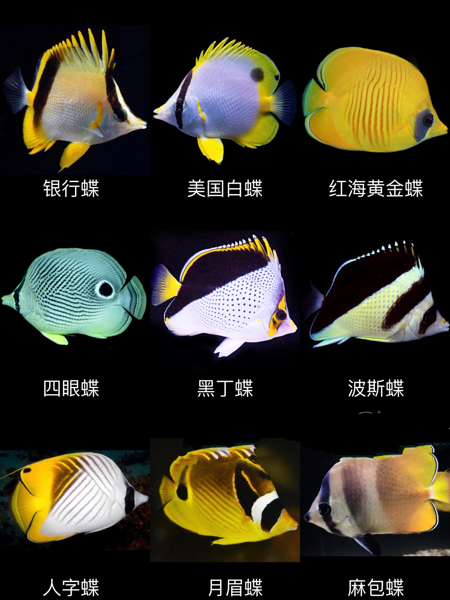 海水观赏鱼大全(中)72种你认识几种