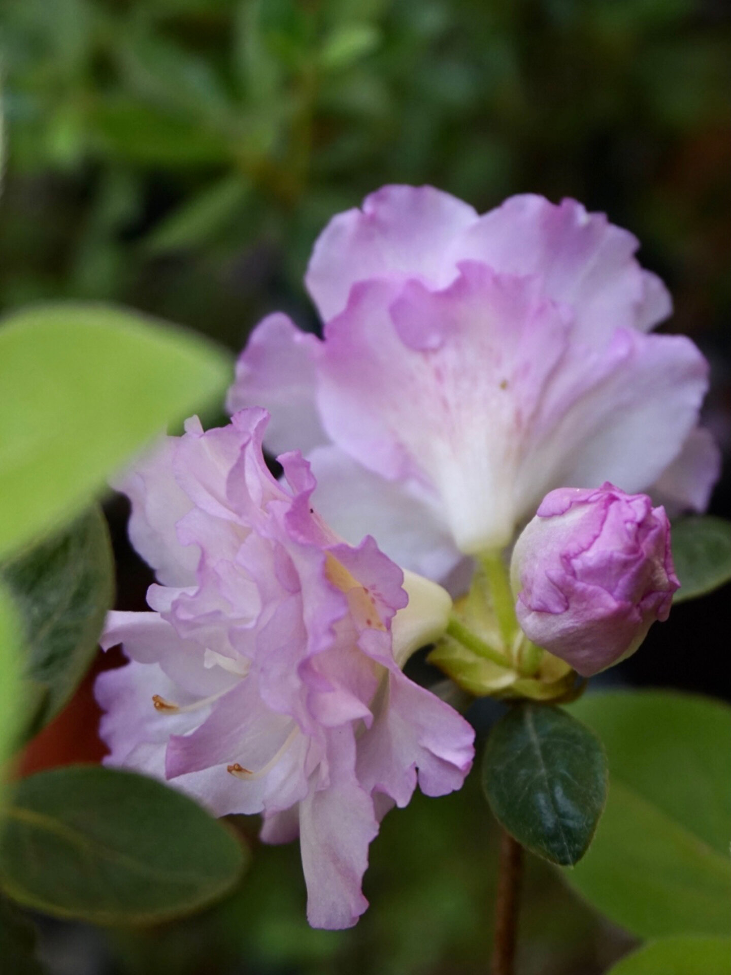 杜鹃 春诗 国产杜鹃品种 很仙