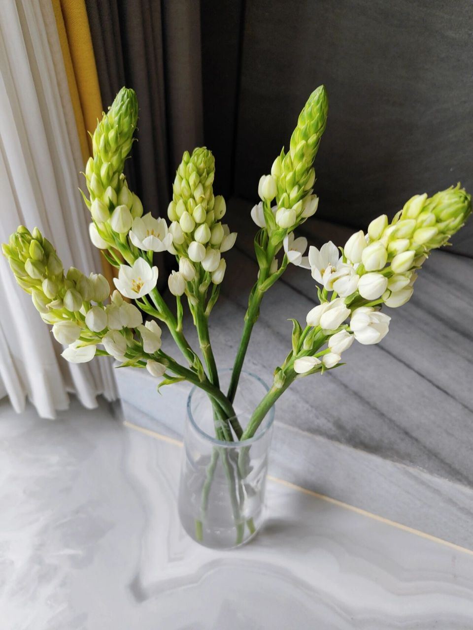 圣心百合,省心又漂亮 5.