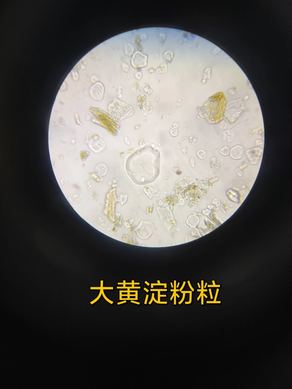 大黄粉末鉴别特征 淀粉粒,网纹导管,草酸钙簇晶