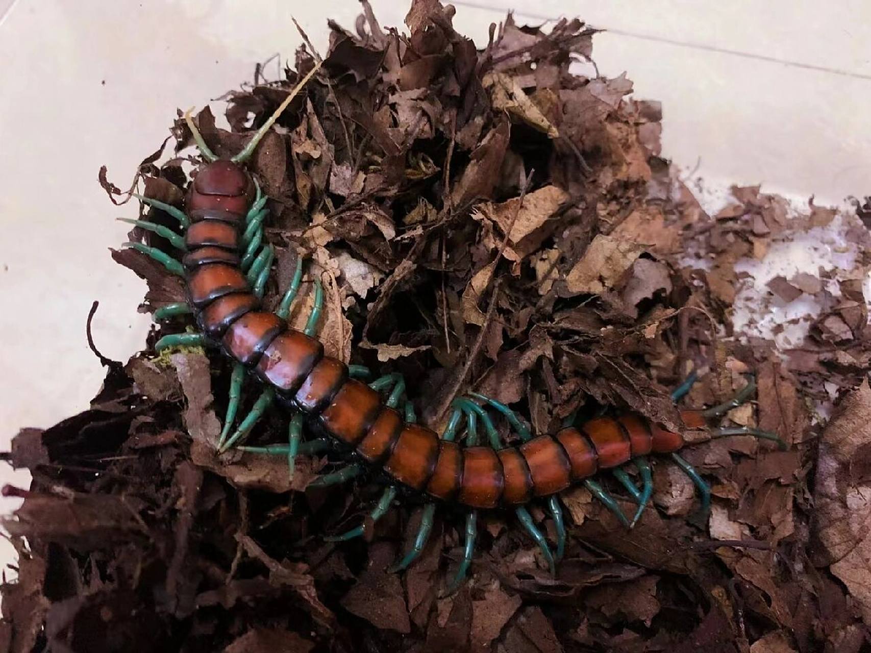 薄荷蓝脚蜈蚣  薄荷蓝脚蜈蚣