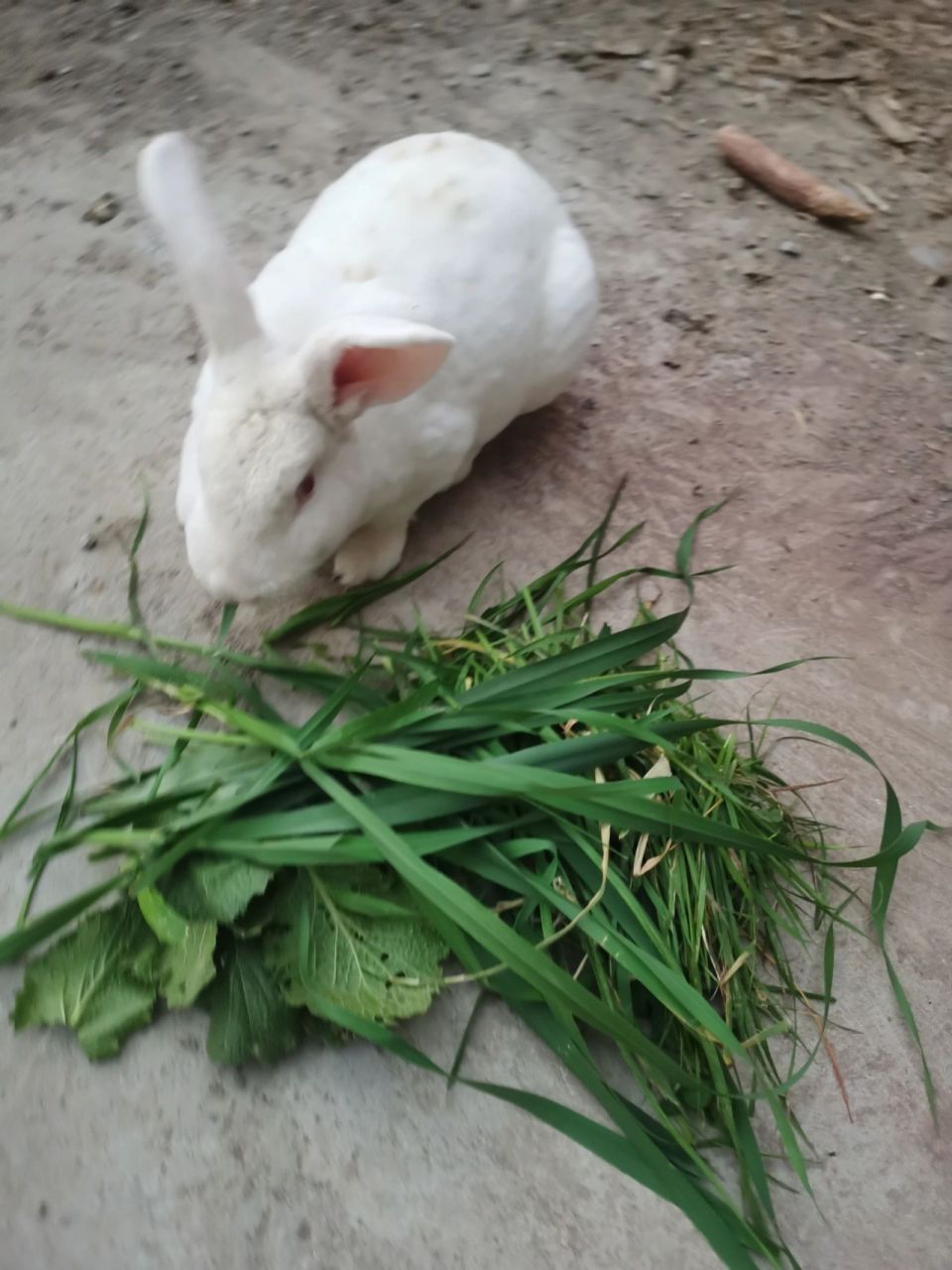 也不知道这是什么草,就天天给兔兔吃这个 也不知道这是什么草,就天天