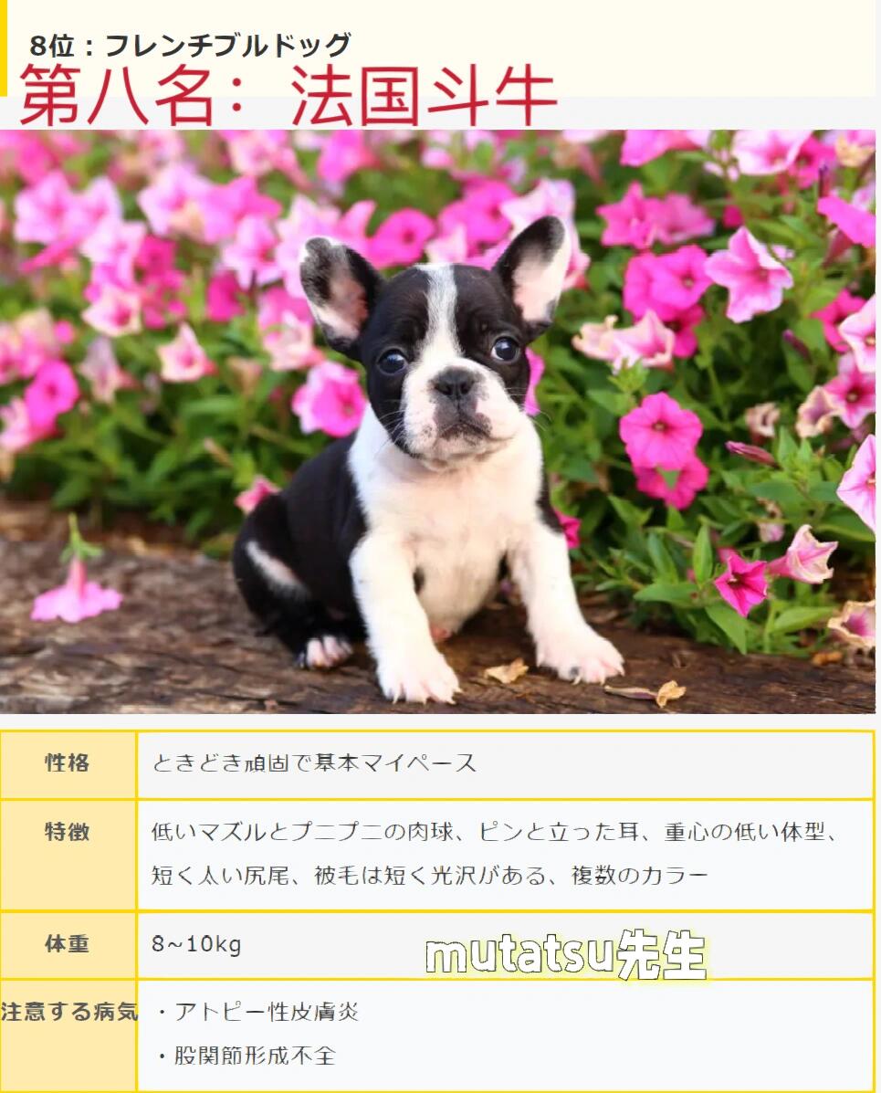 98959569002022日本人气犬排行榜前十名75157515