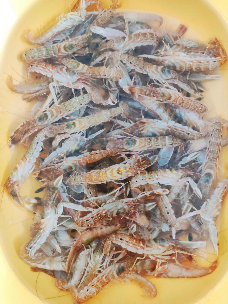 每年这个季节就是吃嘎巴虾的时候 抓紧吃,时间很短,过季就没了 价格