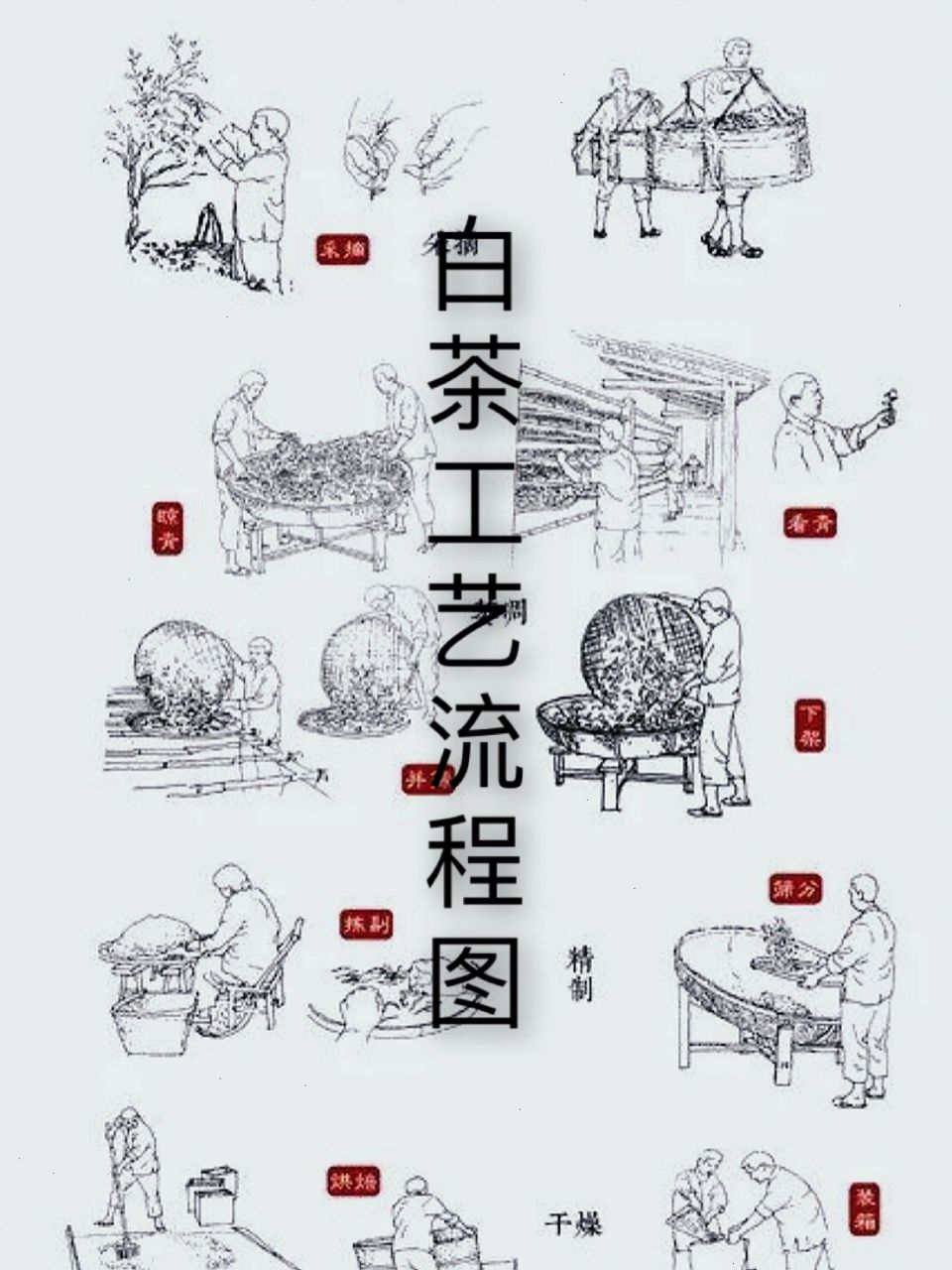 一秒全解|白茶工艺流程图(八图)       	 白茶传统工艺图解 	 一,采摘