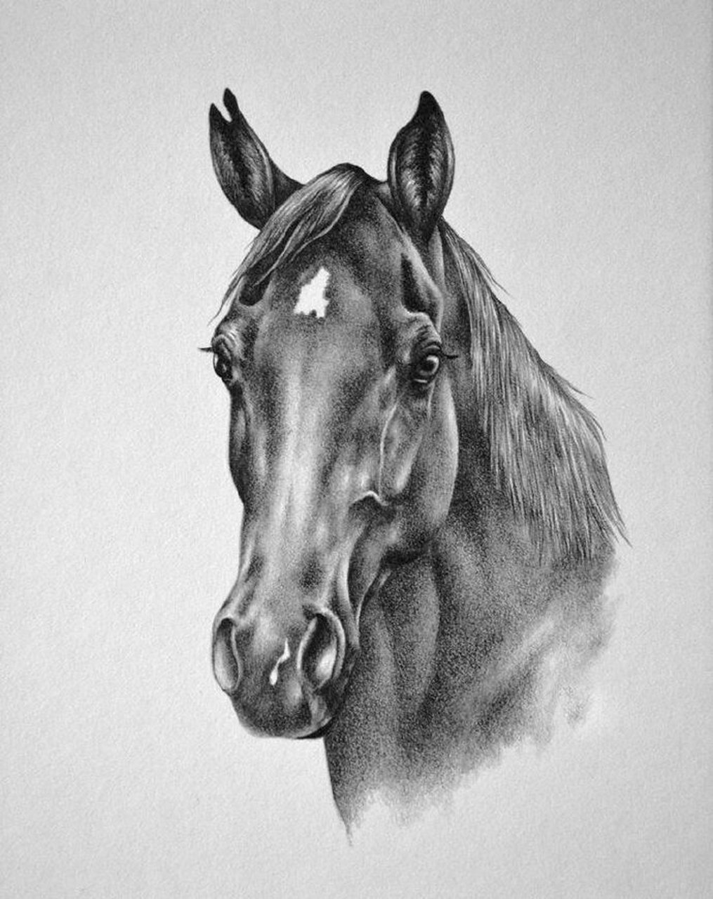 素描素材|素描马头素材分享