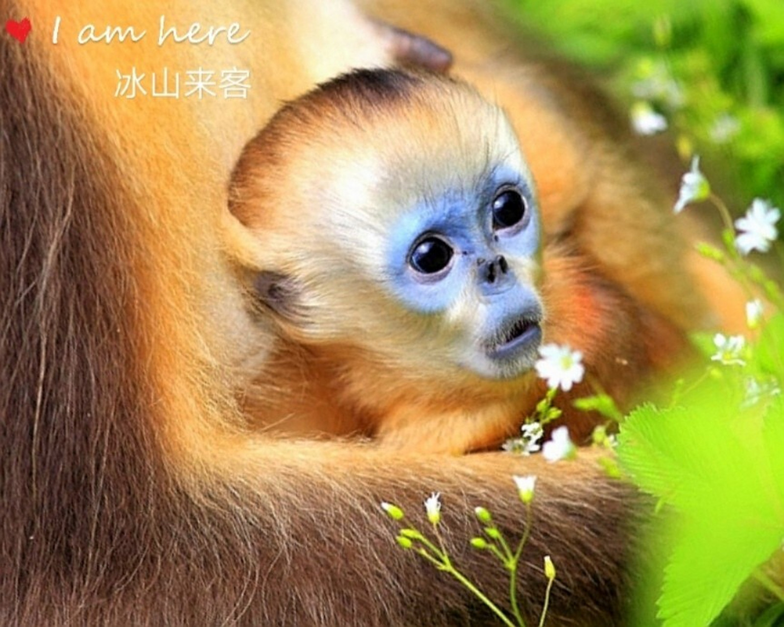 金丝猴是中国特有的灵长类动物,与大熊猫一样,享受国家一级保护动镲