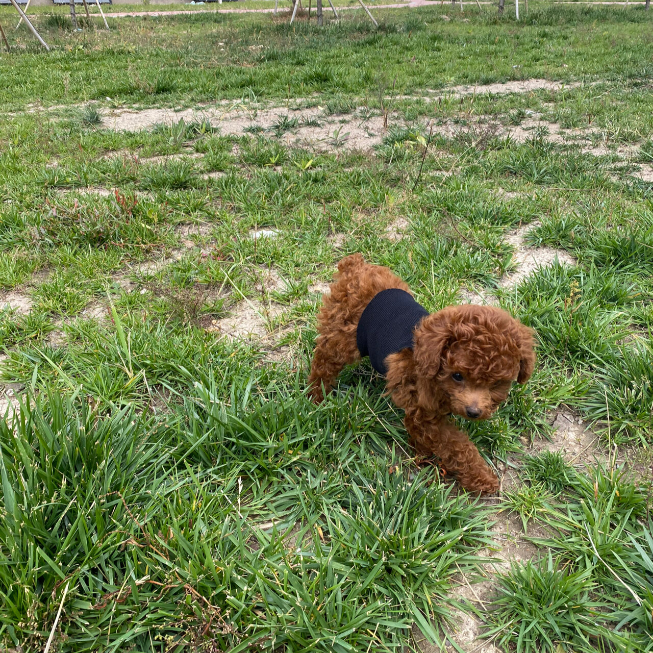 两个月9天的泰迪幼犬