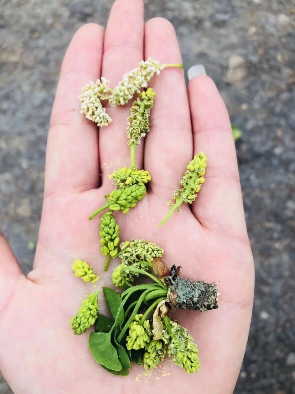 奇特|这种花要雌雄同体才开,很少见 银杏树是雌雄异株植物,雌树开花雄