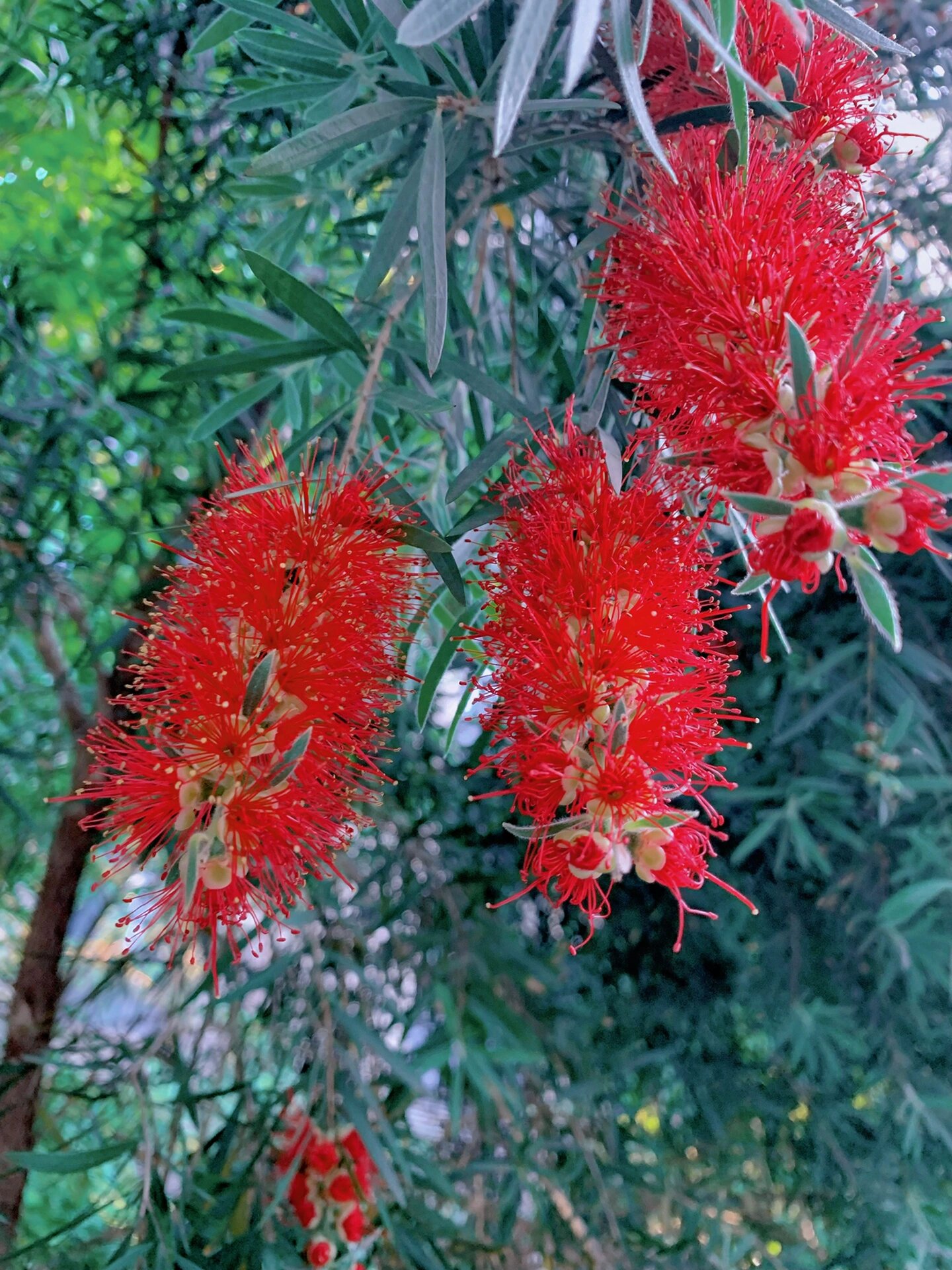 每日一花no.110——垂枝红千层