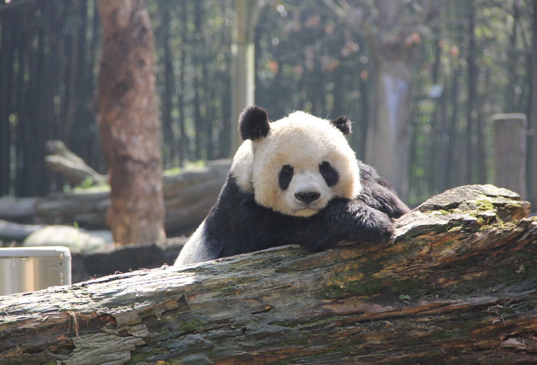 哎呀!大熊猫珍珍和高高都萌萌哒,奶起来!