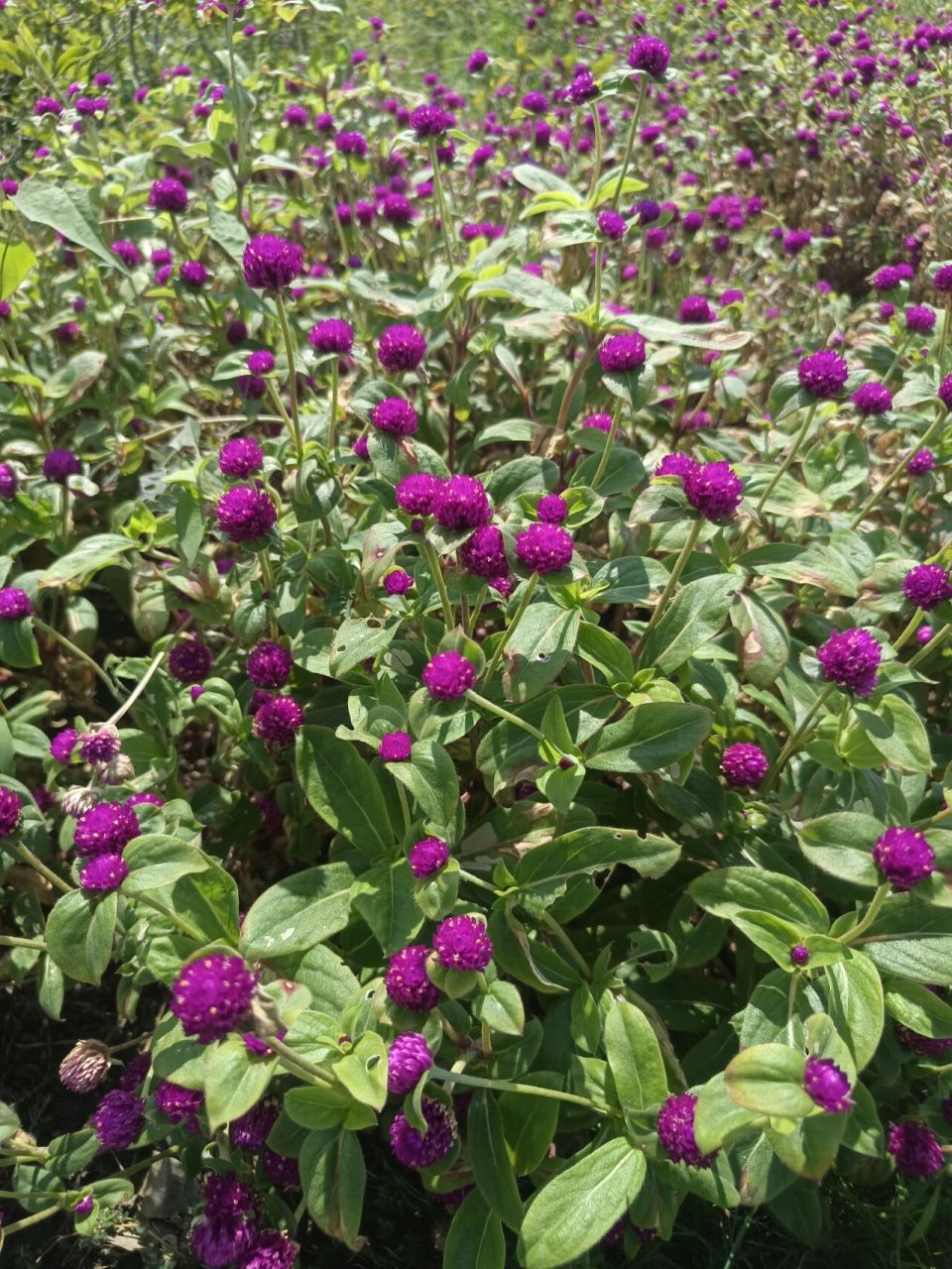 植物小科普～千日红 别名:百日红,火球花 科:苋科 特征:一年生直立