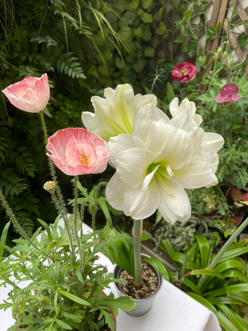 雪莉系列虞美人 任何人没有种过我都会伤心的,安利!安利!安利