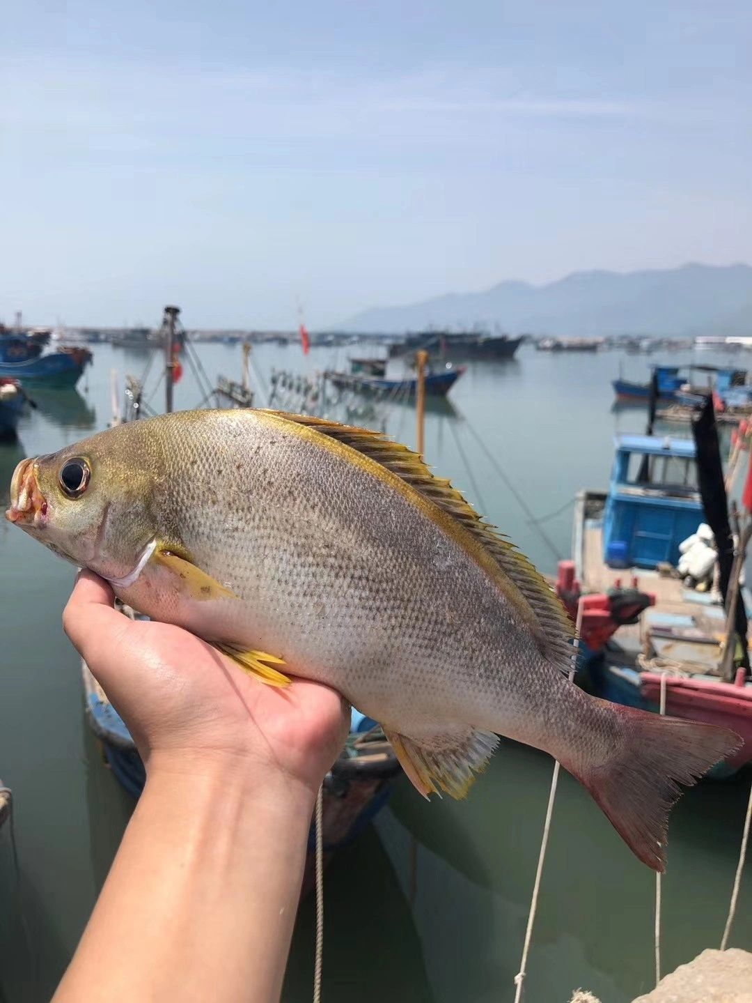 南澳岛野生黄鸡鱼 黄鸡鱼分布地区很广